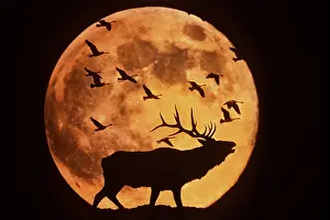 Circles: Full Moon - Hunter's Moon - With Silhoutette of