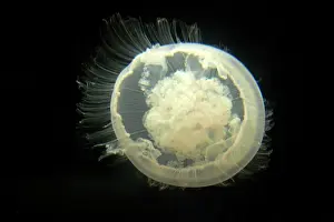Aurelia: Moon Jelly
