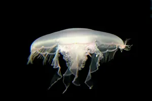 Aurelia: Moon Jelly