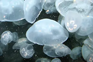 Jelly: Moon Jelly