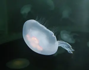Jelly: Moon Jelly