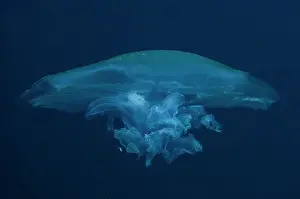 Mini: Moon Jelly - Gorango Mini dive site, Weda, Halmahera
