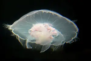 Aurelia: Moon Jelly / Jellyfish