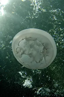 Jelly: Moon Jelly with trees in background Nudi Retreat