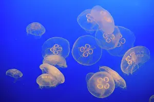 Aurelia: Moon Jellyfish
