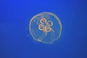 Aurelia: Moon Jellyfish