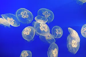 Aurelia: Moon Jellyfish