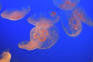 Aurelia: Moon Jellyfish