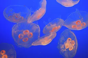 Aurelia: Moon Jellyfish