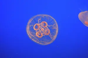 Aurelia: Moon Jellyfish