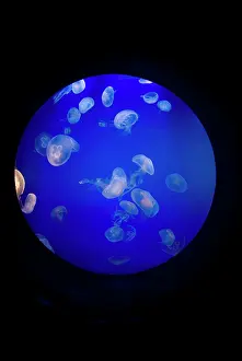 Sting: Moon Jellyfish