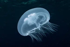 Tuamotu: Moon Jellyfish (Aurelia aurita), Mangareva, Gambiers