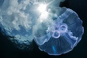 Aurelia: Moon Jellyfish (Aurelia aurita), Lembeh strait