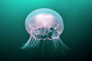 Filigree: Moon Jellyfish (Aurelia aurita), Pescador island