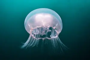 Aurelia: Moon Jellyfish (Aurelia aurita), Pescador island