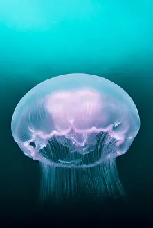 Radiata: Moon Jellyfish (Aurelia aurita), Pescador island