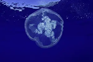 Azores: Moon jellyfish, Aurelia aurita, Santa Maria Island