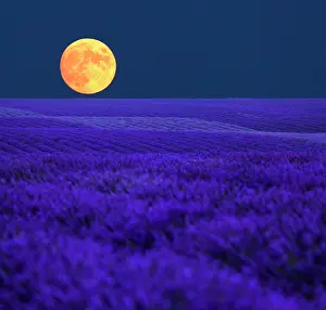 Moon: Full moon over the lavender fields on the Palteau