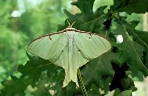 Jack Bailey: Moon Moth