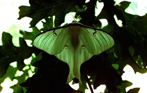 Jack Bailey: Moon Moth