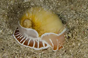 Orientalis: Moon Shell Snail (Naticarius orientalis), on sand