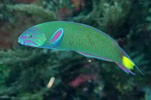 Lunare: Moon Wrasse Batu Bulong dive site, Tatawa Besar