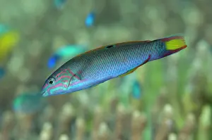 Lunare: Moon Wrasse Tatawa Besar dive site, between Komodo