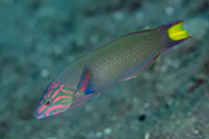 161018: Moon Wrasse - USAT (US Army Transport) Liberty Wreck