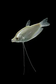 Gourami: Moonlight gourami - male side view