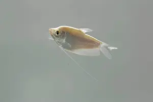 Barbel: Moonlight gourami - side view
