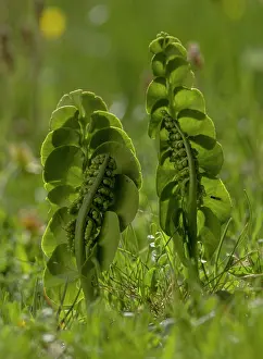 Frond: Moonwort, Botrychium lunaria, with fertile frond