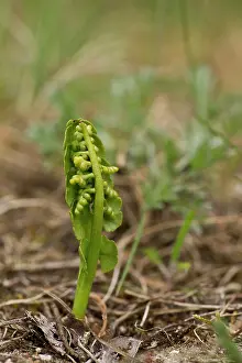 Lunaria: Moonwort (Botrychium lunaria). Melby Overdrev, Denmark