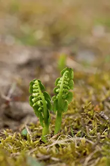Lunaria: Moonwort (Botrychium lunaria). Melby Overdrev, Denmark