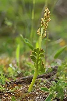 Lunaria: Moonwort (Botrychium lunaria). Melby Overdrev, Denmark