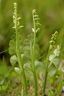 Fertile: Moonwort an unusual fern. With fertile fronds