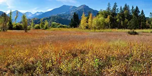 Oberallgu: Moor in autumn, Moor pond near Oberstdorf, Oberallgcu