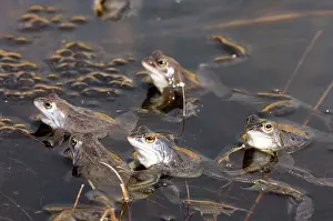 Arvalis: Moor frog