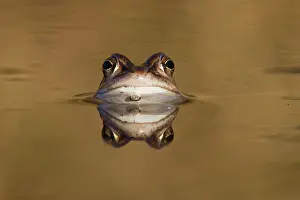 Arvalis: Moor Frog