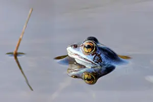 Arvalis: Moor Frog