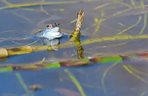 Arvalis: Moor Frog