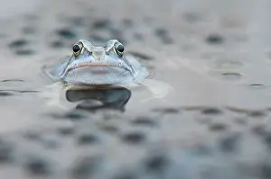 Froschlurch: Moor Frog