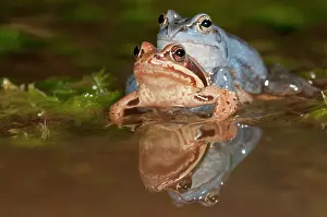 Copula: Moor Frog
