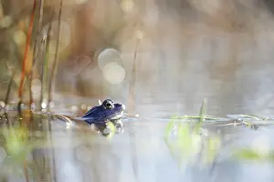 Bokeh: Moor Frog