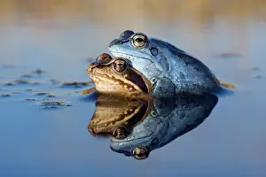Arvalis: Moor Frog
