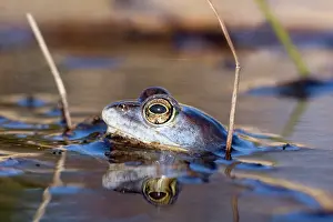 Arvalis: Moor Frog