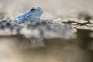 Spawn: Moor Frog