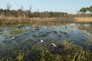 Spawn: Moor Frog
