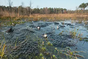 Spawn: Moor Frog