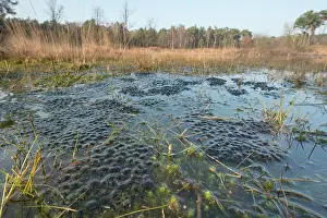 Spawn: Moor Frog