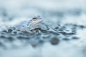 Spawn: Moor Frog
